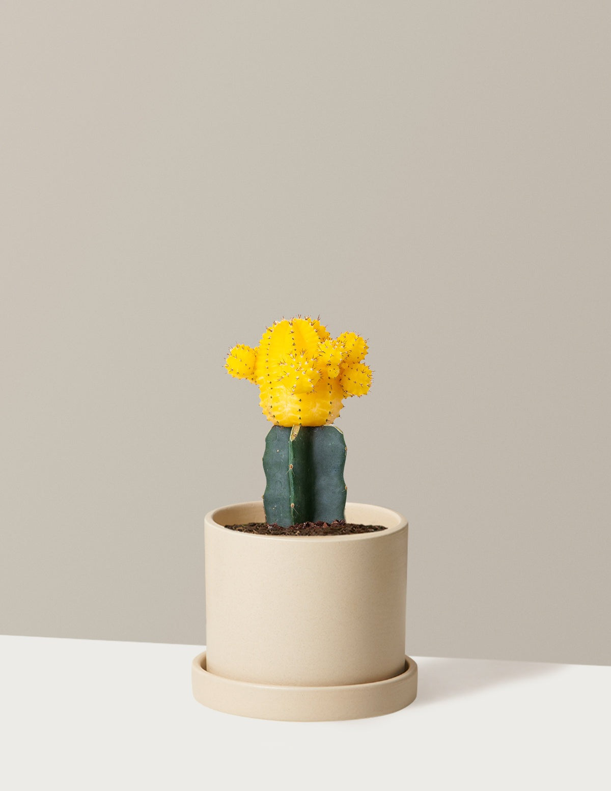 Moon Cactus