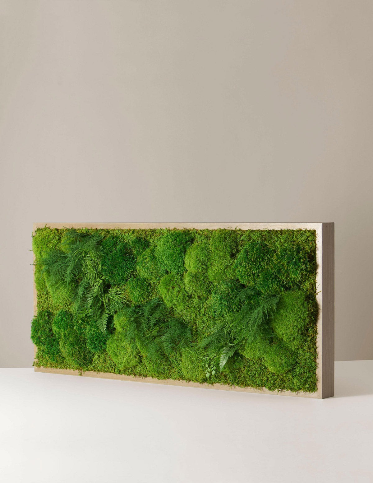 Medium Preserved Living Wall