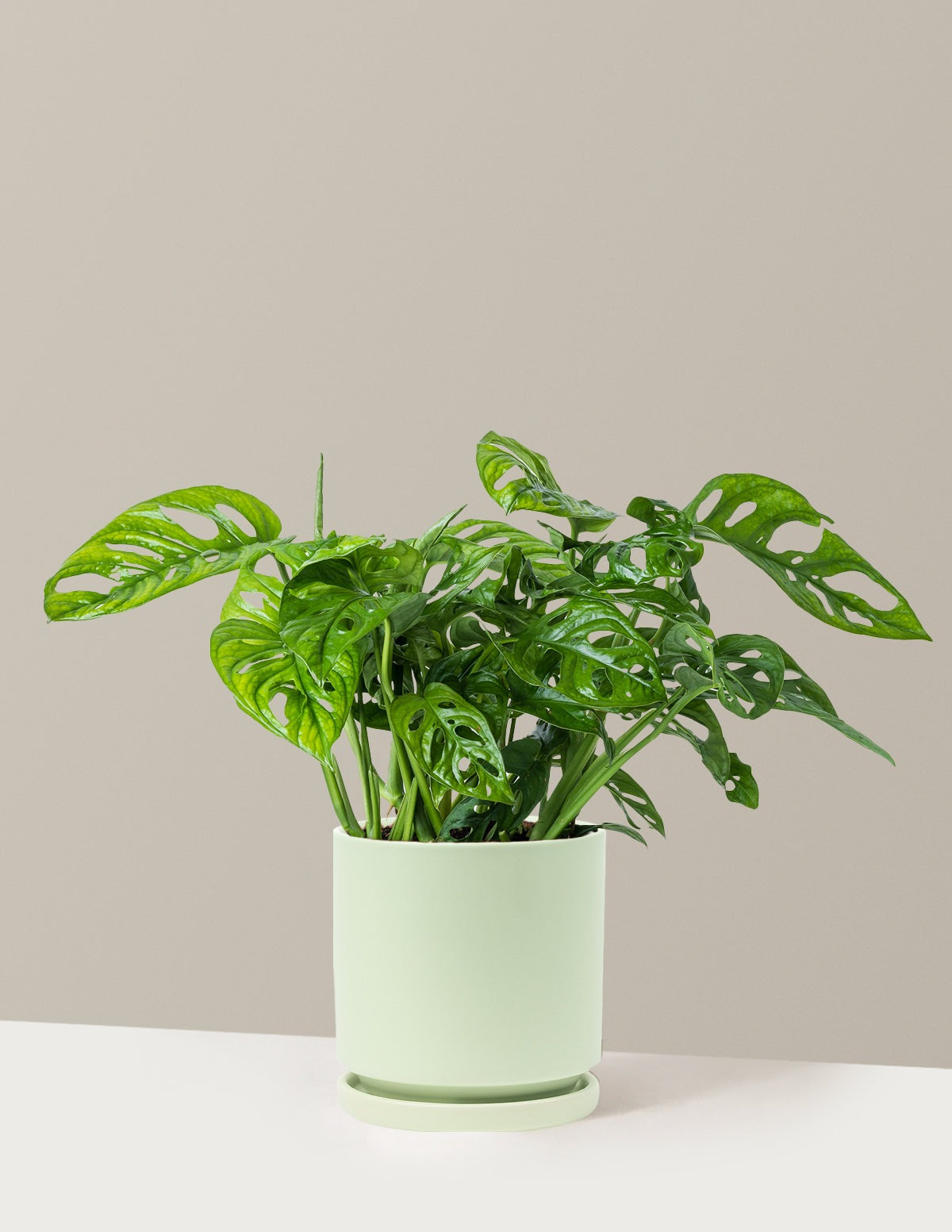 Monstera Adansonii