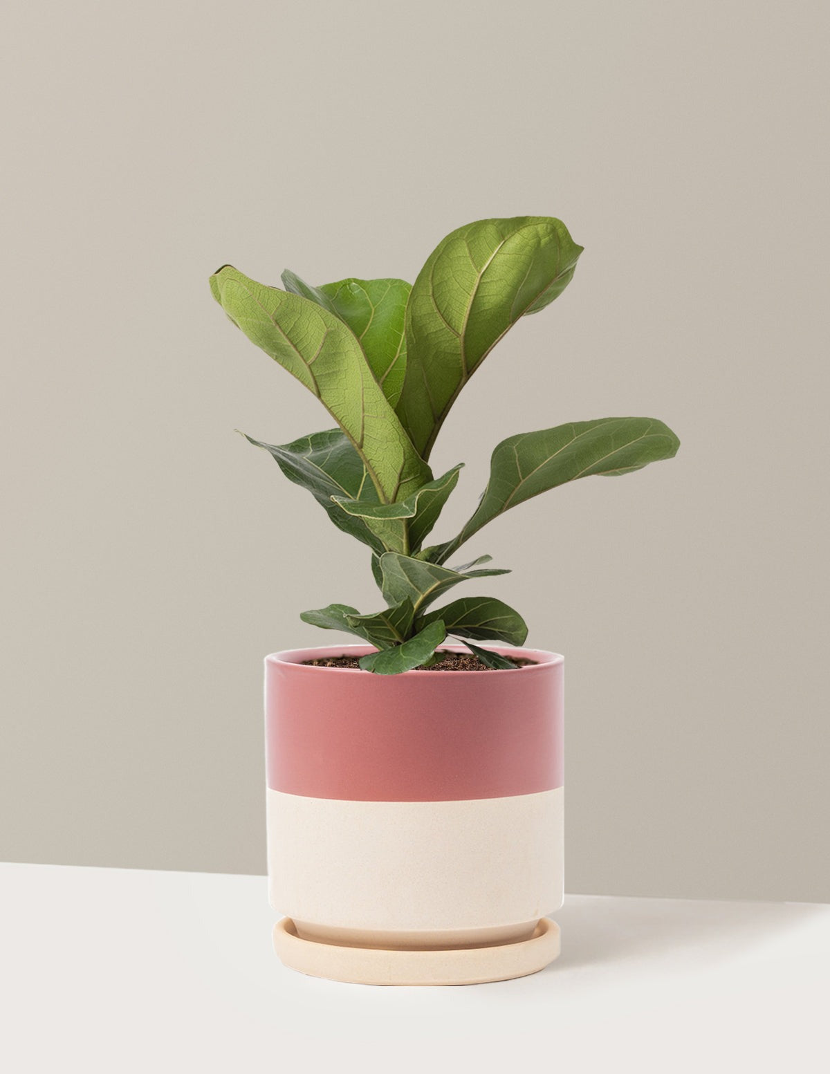 Fiddle Leaf Fig Bush