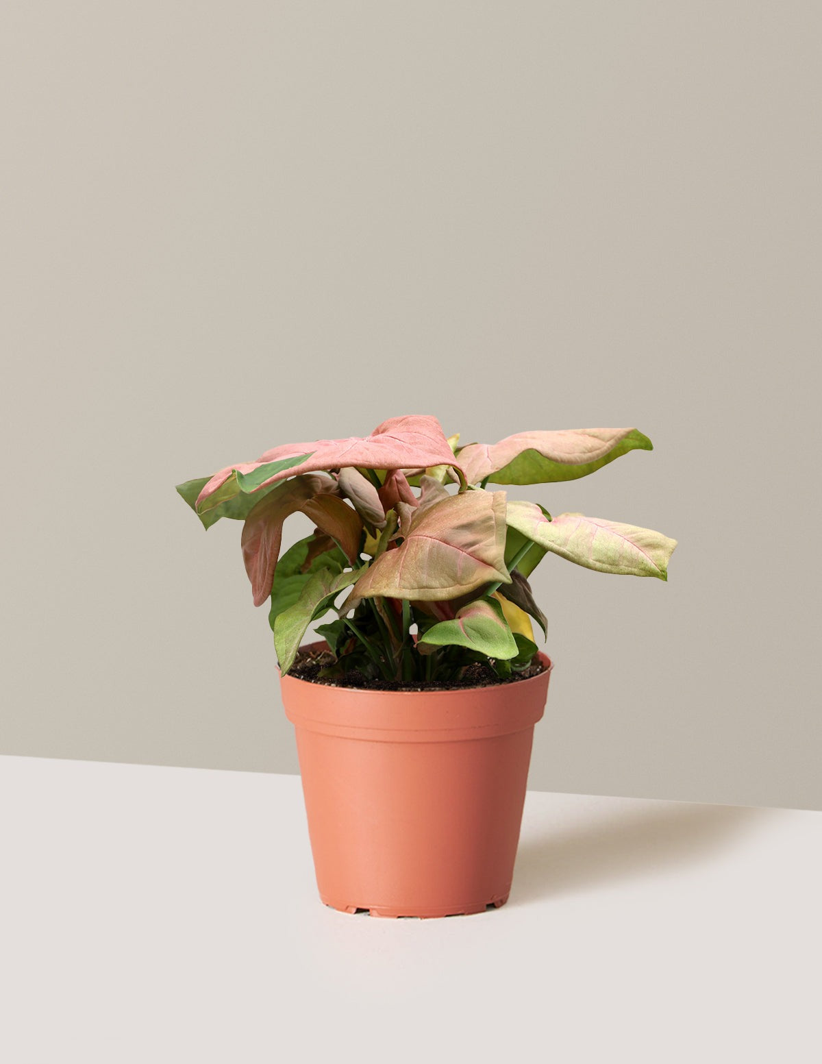 Pink Arrowhead Plant