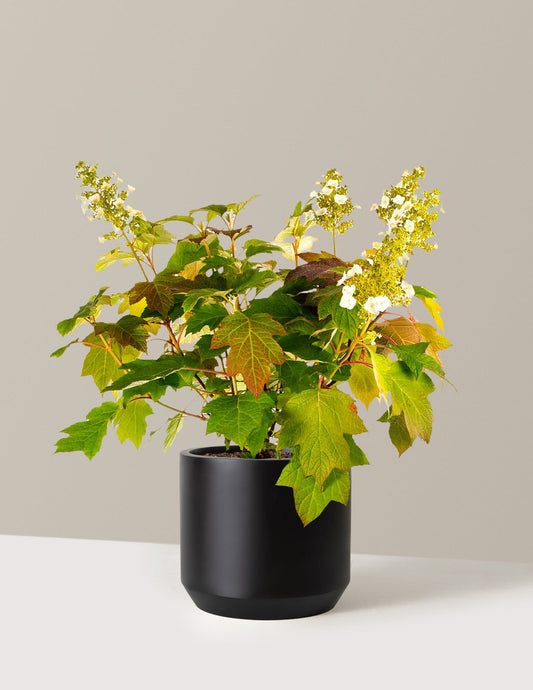 Toy SoldierTM Hydrangea