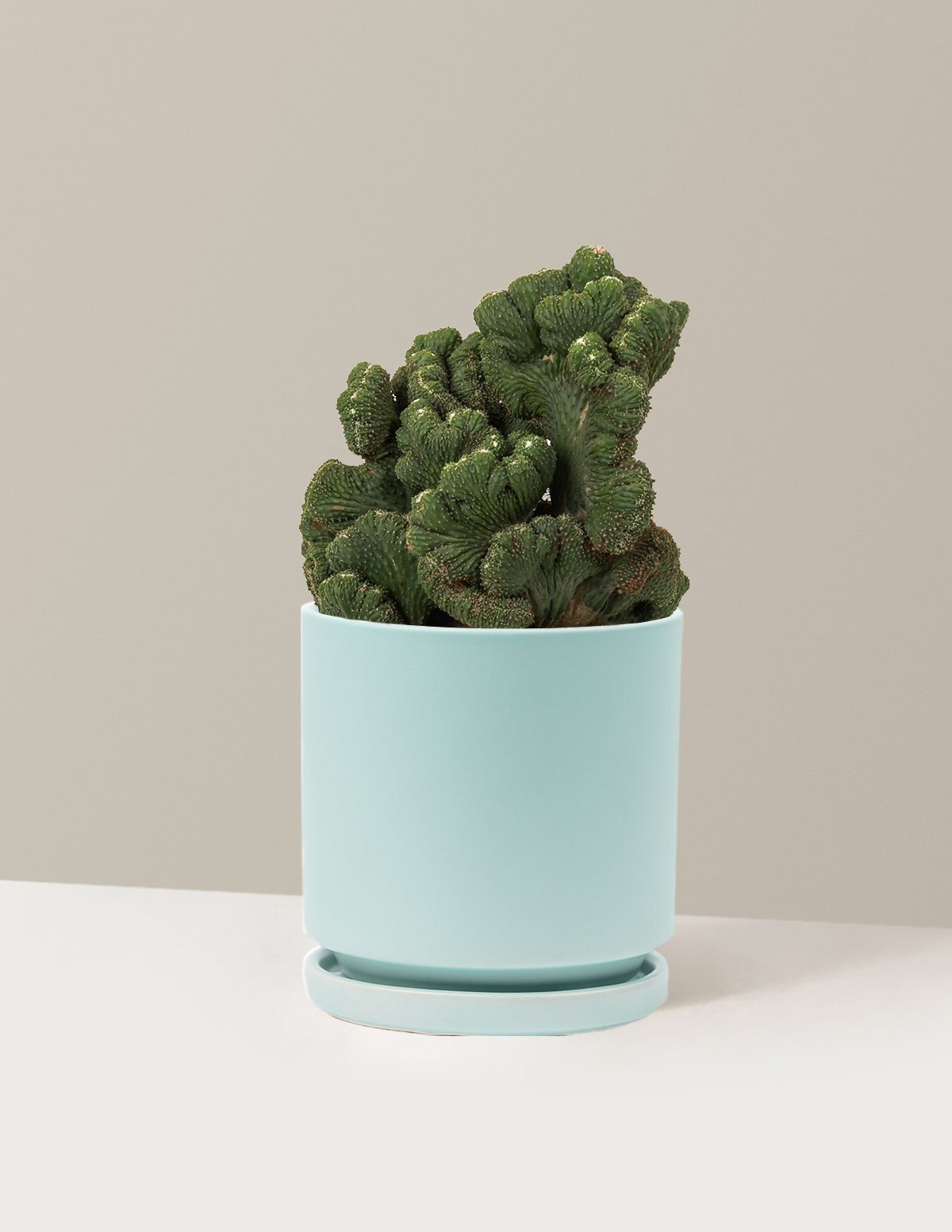 Cereus Green Coral Cactus