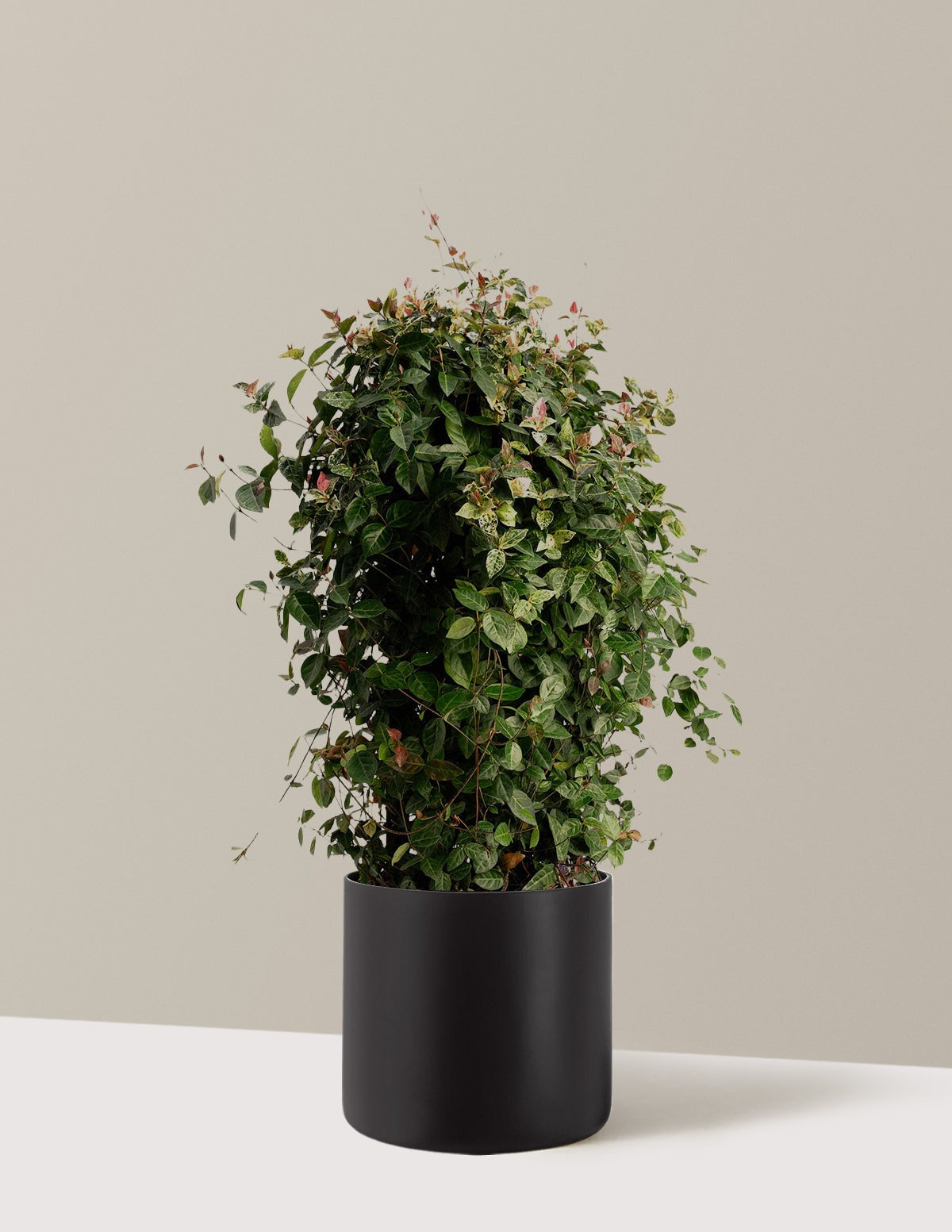 Snow-N-SummerTM Asiatic Jasmine