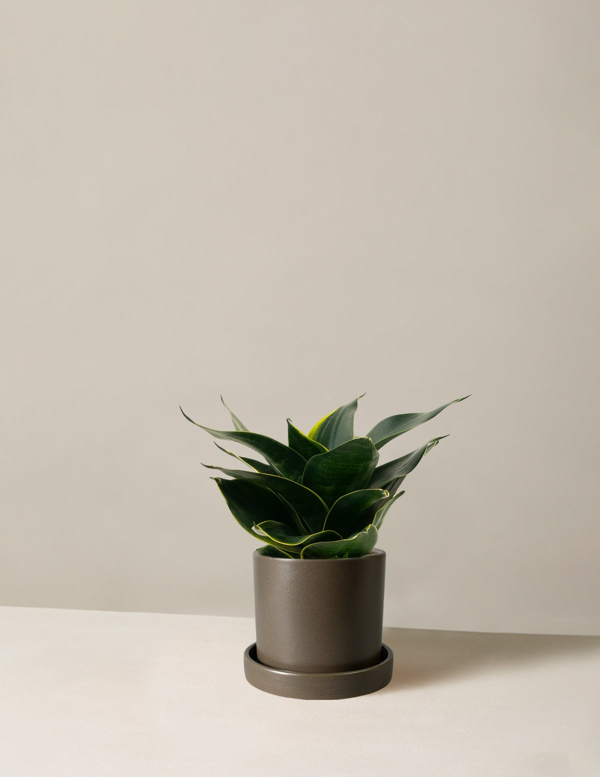 Snake Plant Hahnii