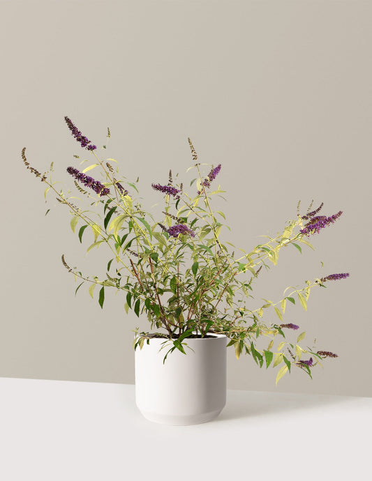 Black Knight Butterfly Bush