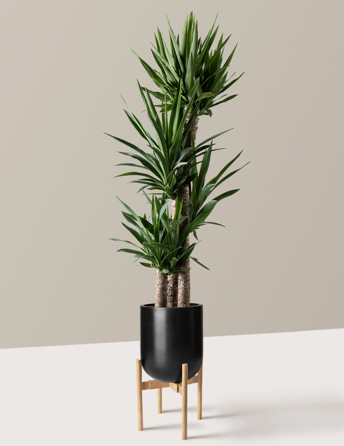 Yucca Plant Multi Stem