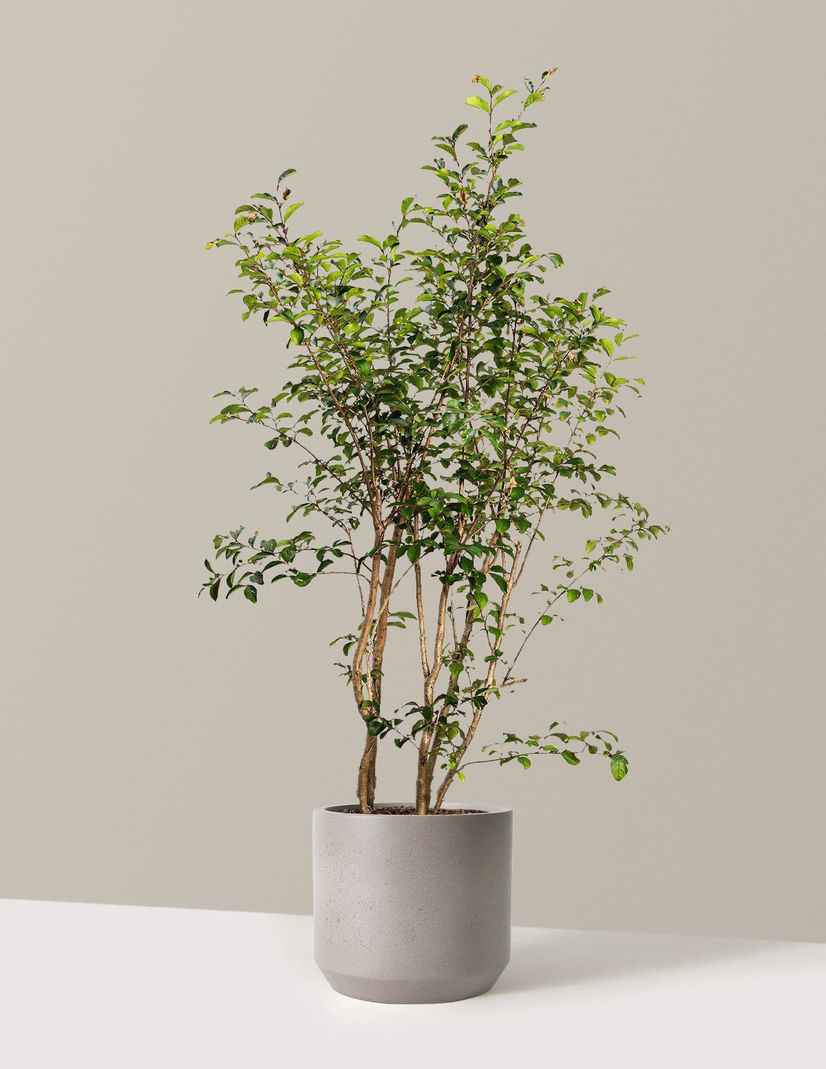 Tuscarora Crapemyrtle