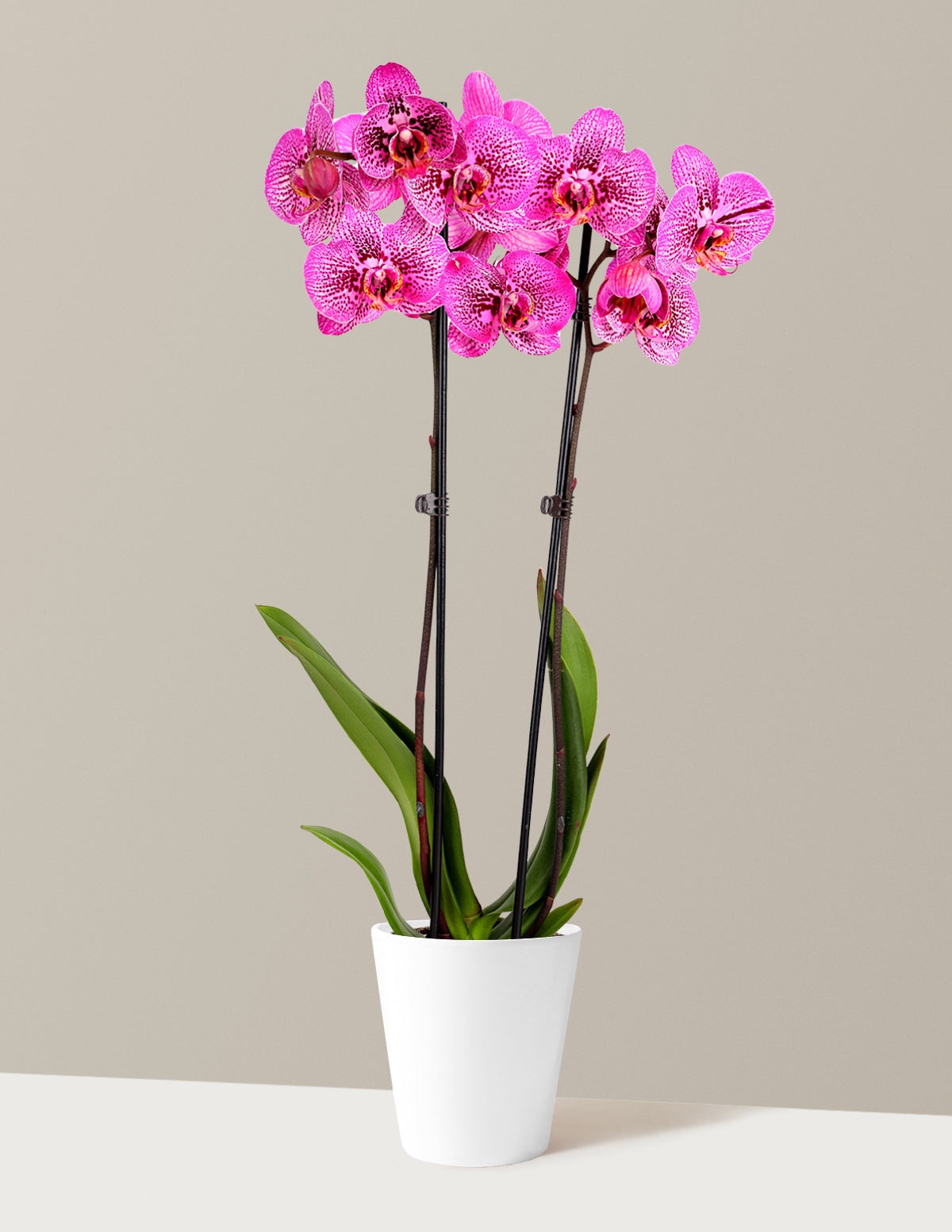 Prism Rose Kaleidoscope Orchid