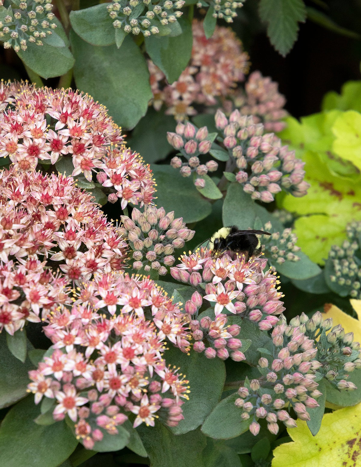 EvolutionTM Emerald Ice Sedum