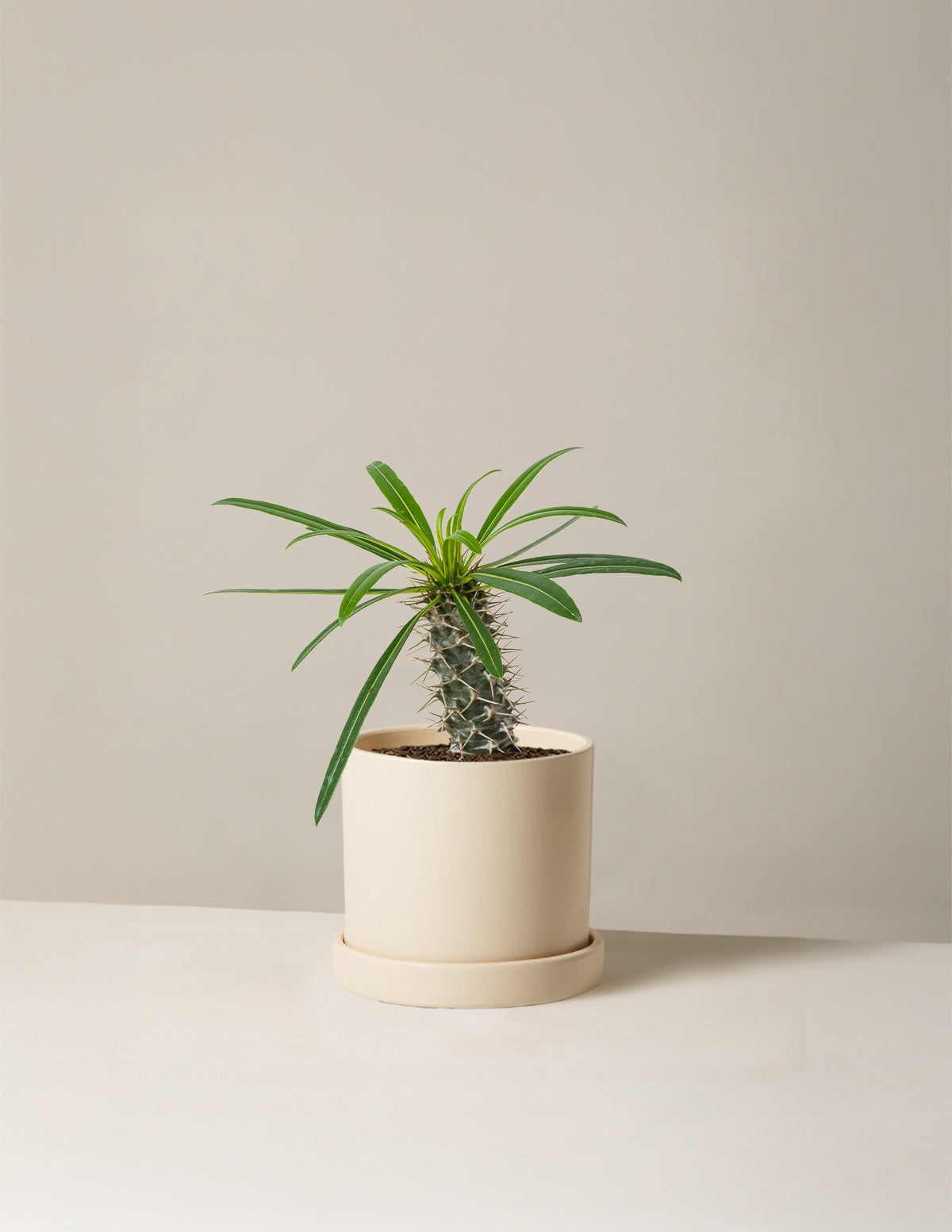 Madagascar Palm