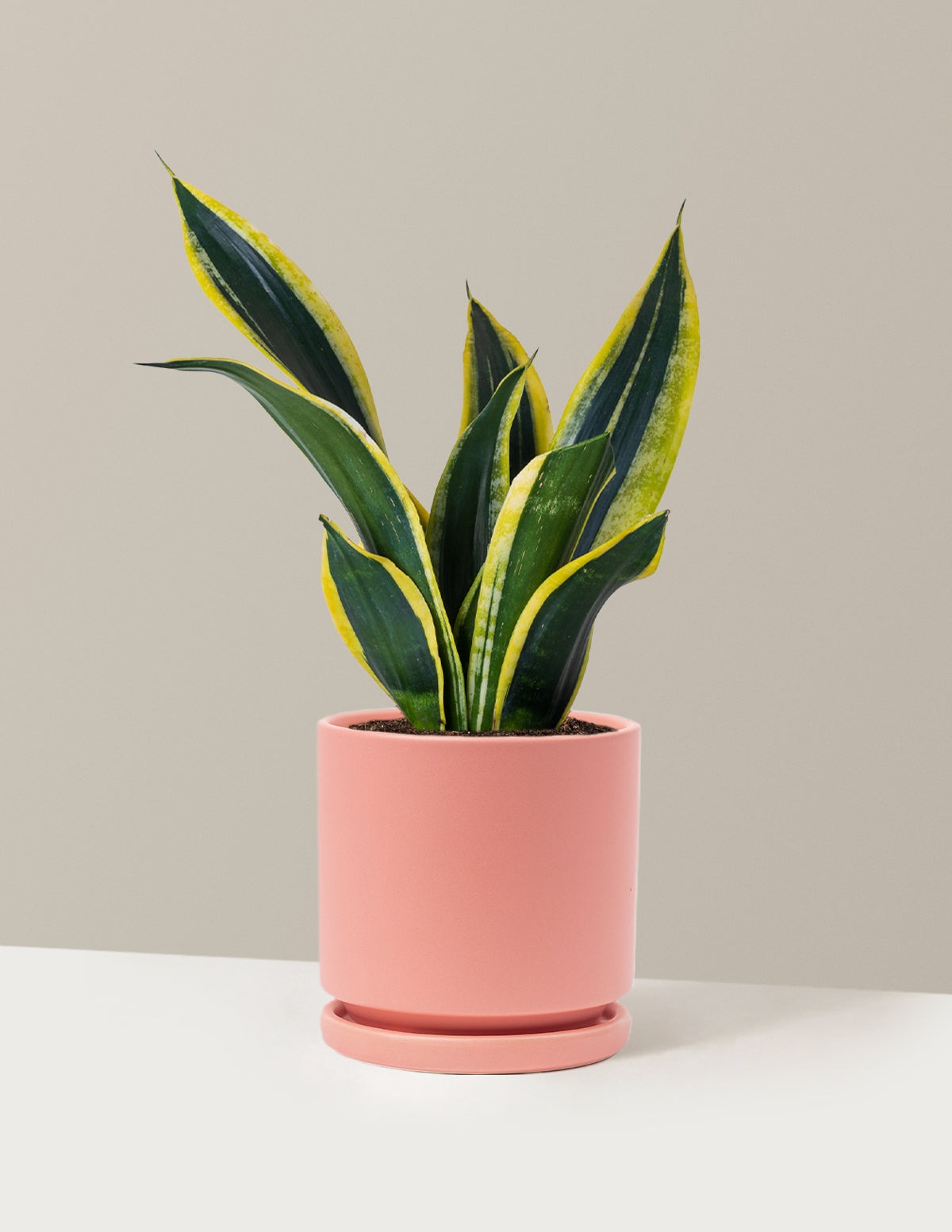 Snake Plant Black Gold