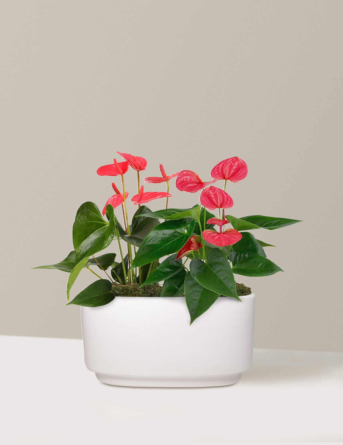 Large Double Anthurium