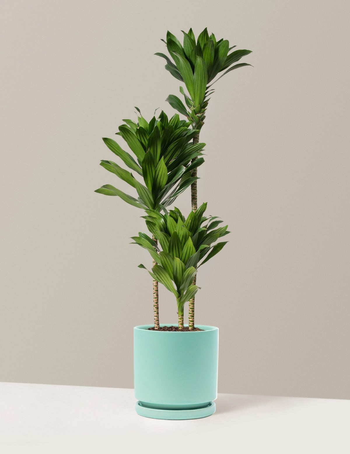 Large Dracaena Compacta Cane