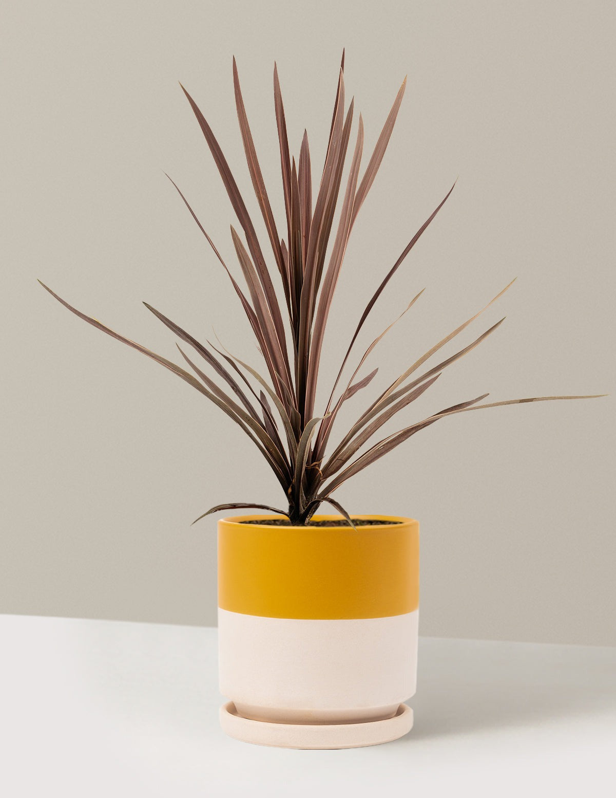 Bauer's Cordyline