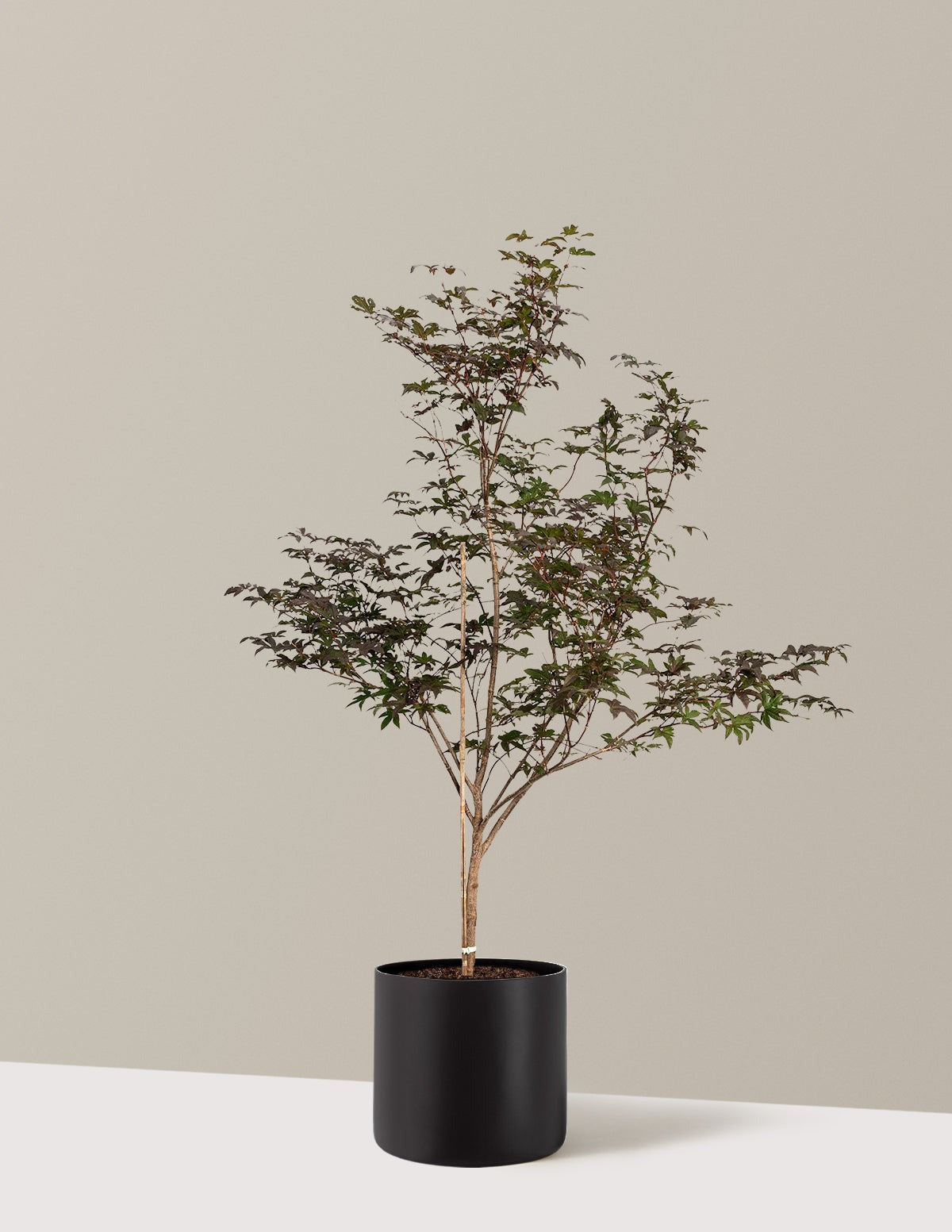 Bloodgood Japanese Maple