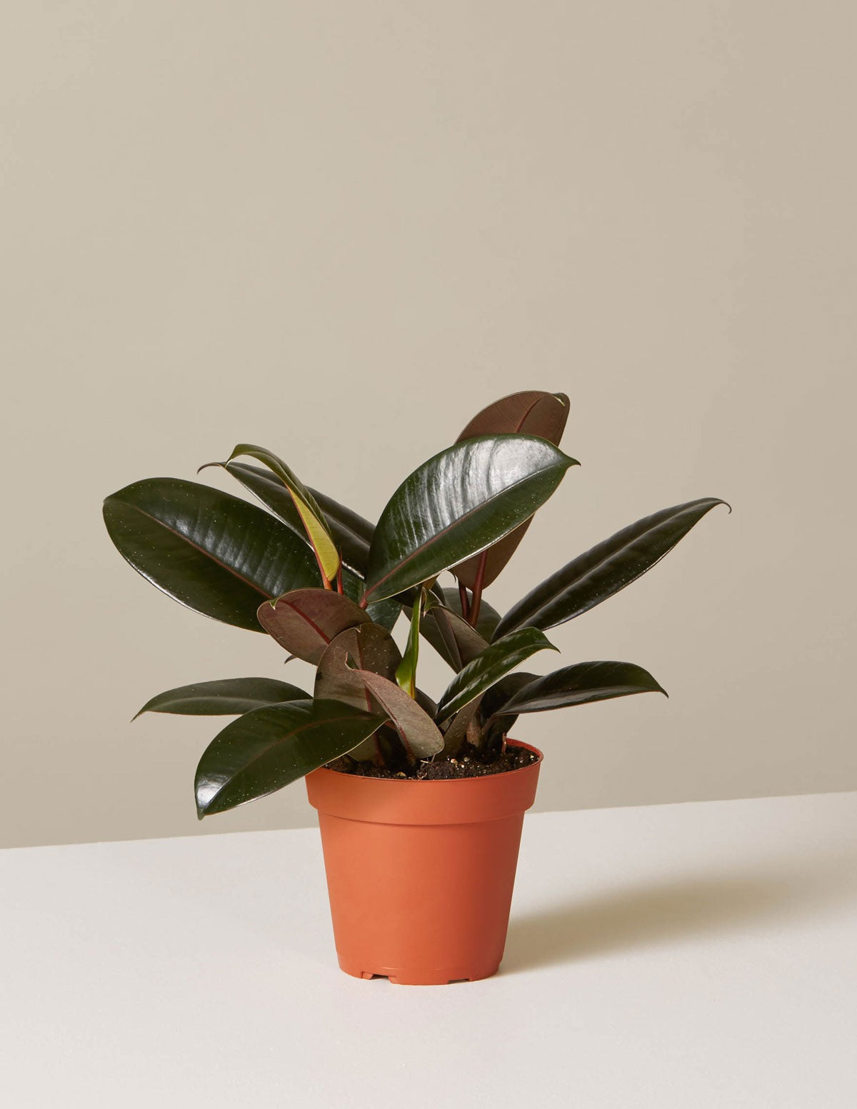Ficus Burgundy Rubber Plant