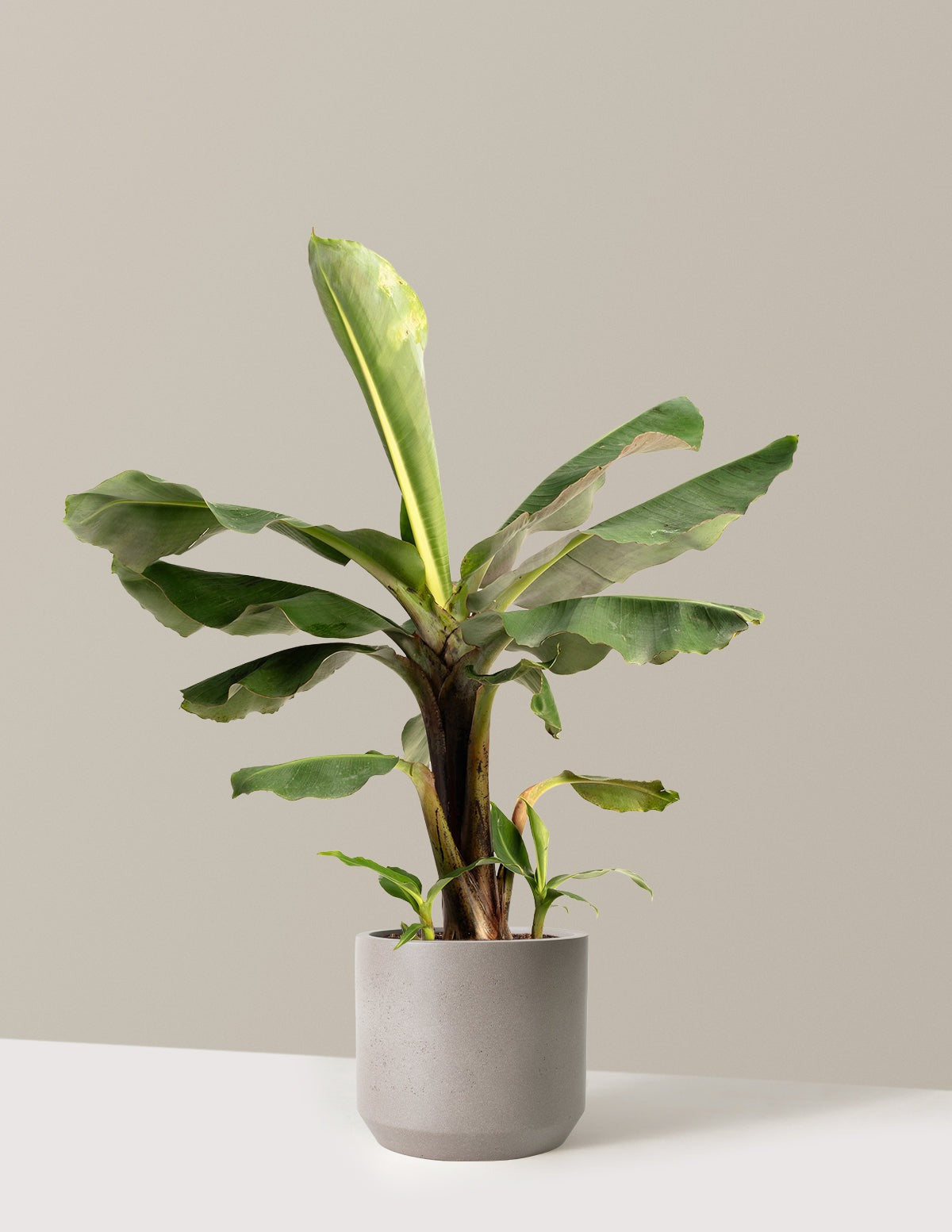 Truly Tiny Dwarf Banana Tree