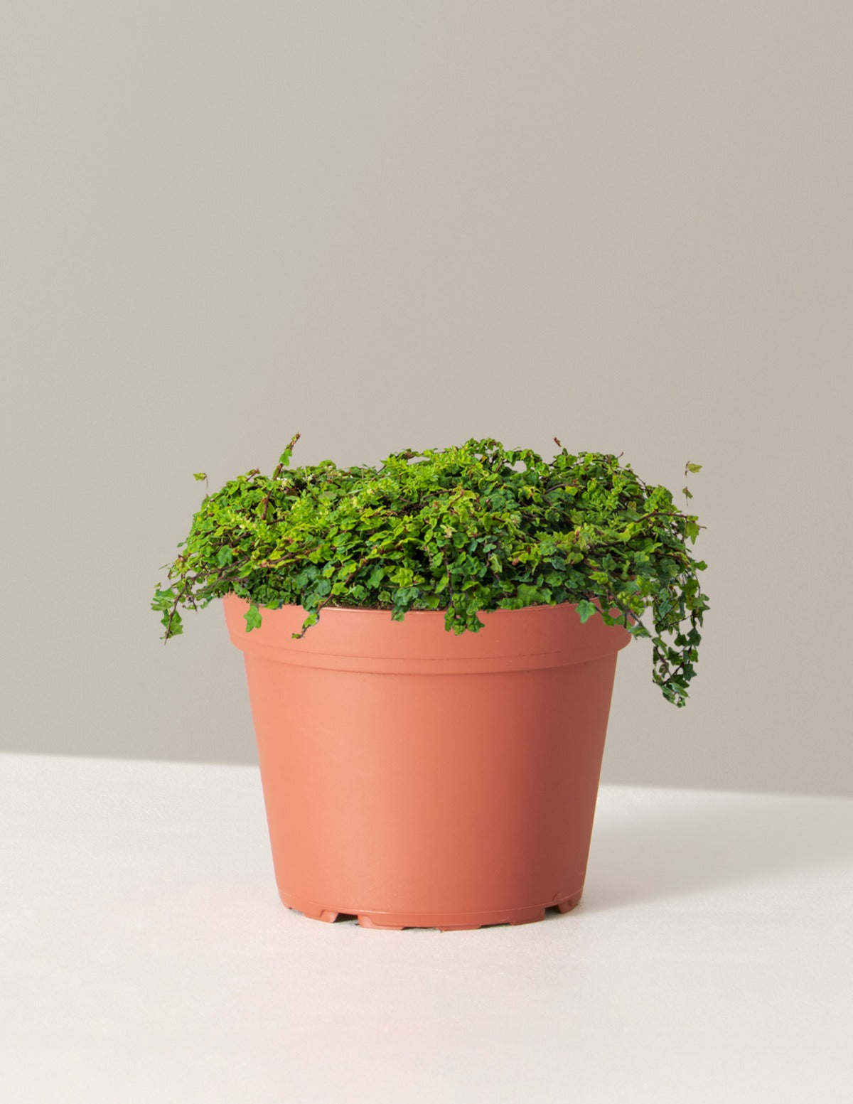 String of Frogs