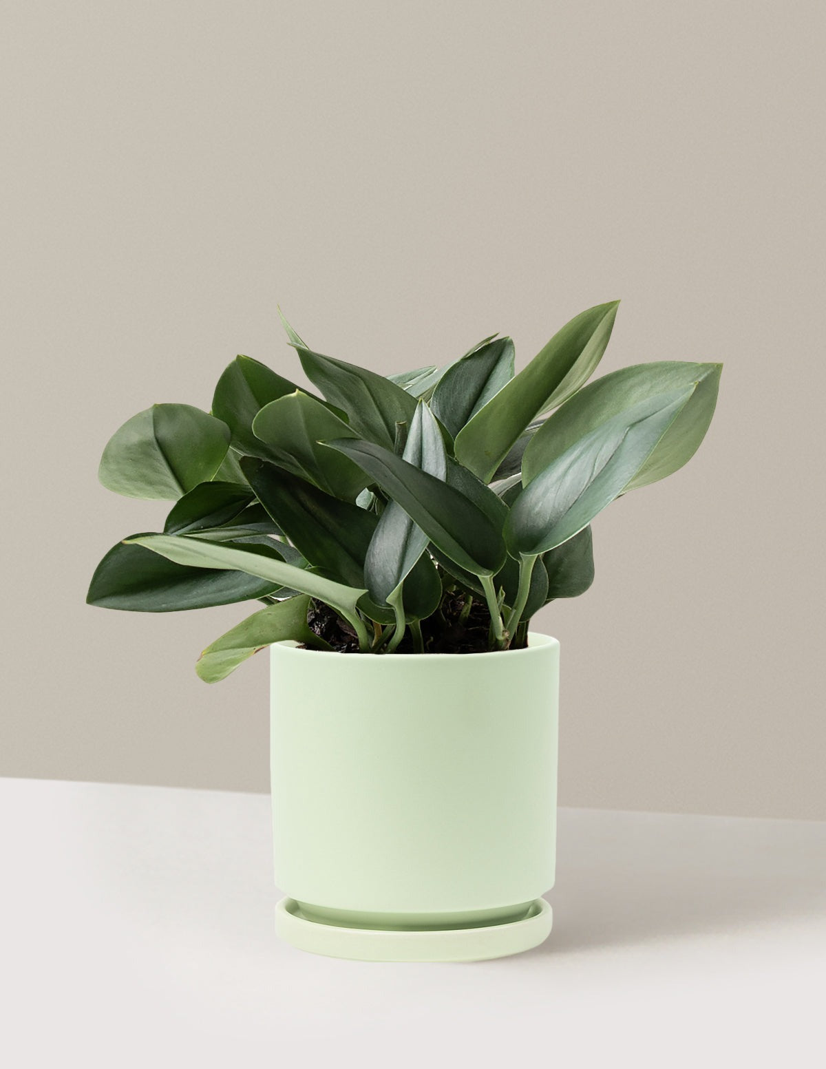 Pothos Sterling Silver