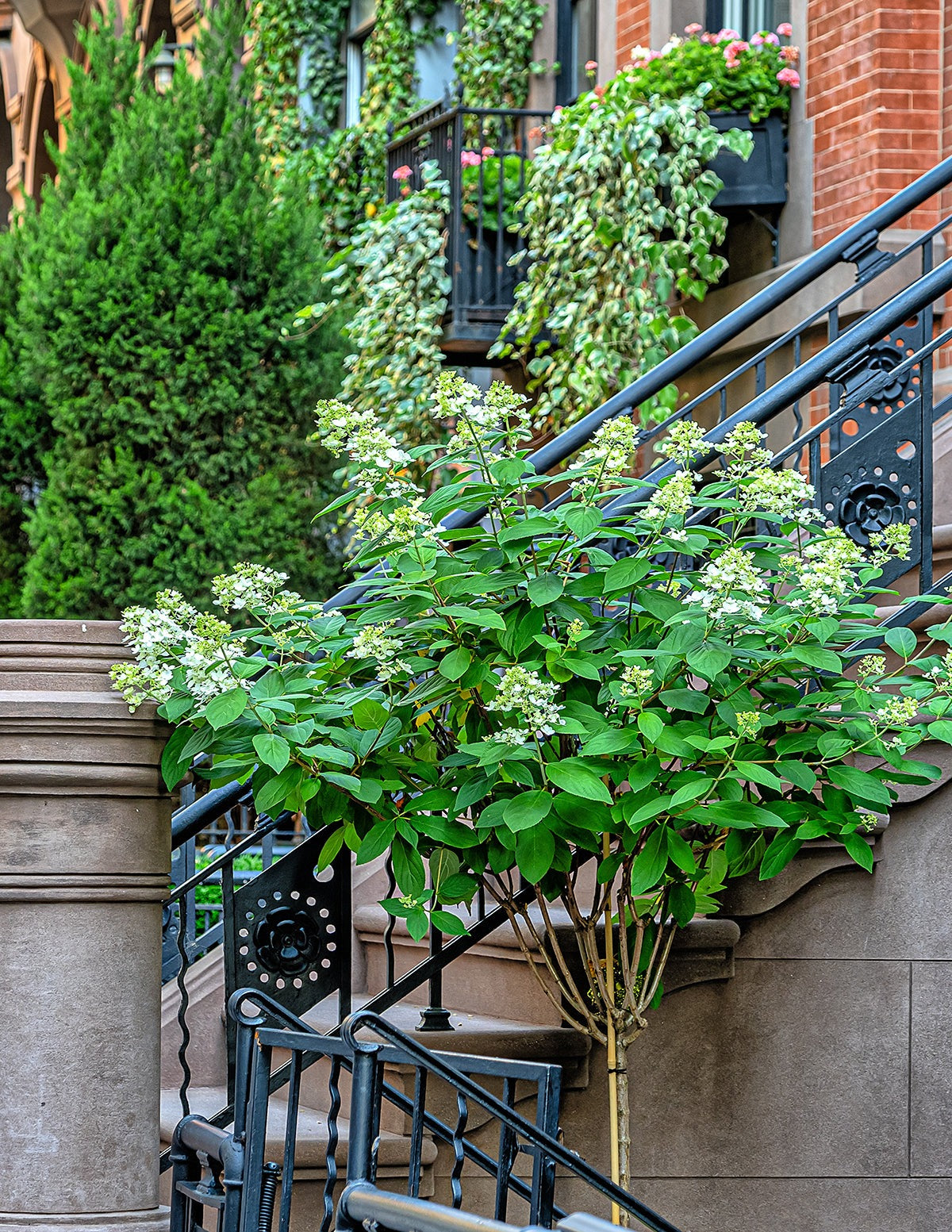Quick Fire® Hydrangea Tree