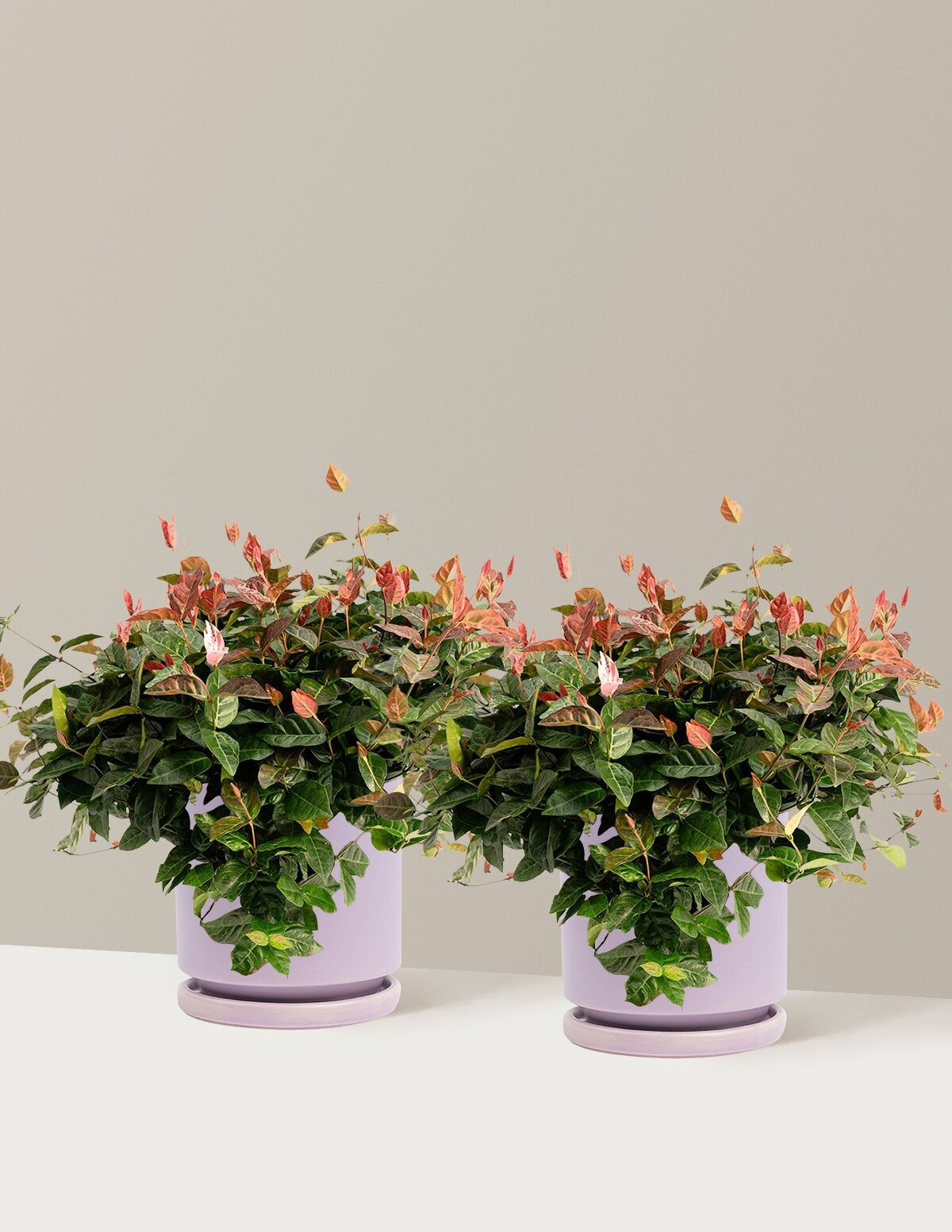 Snow-N-SummerTM Asiatic Jasmine