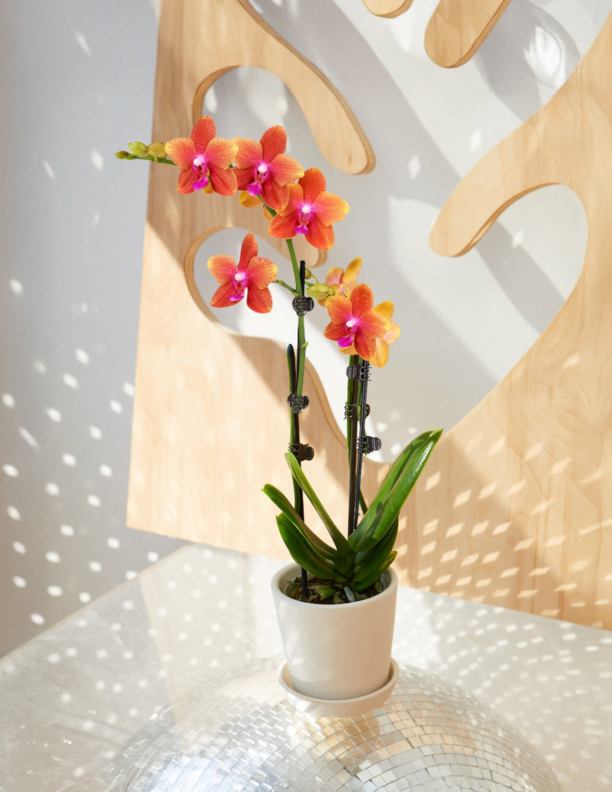 Petite Sunset Orchid