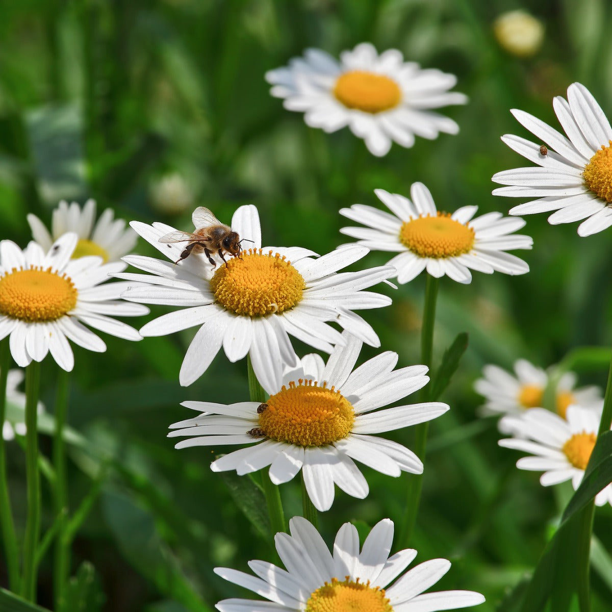 ShortstopTM Shasta Daisy