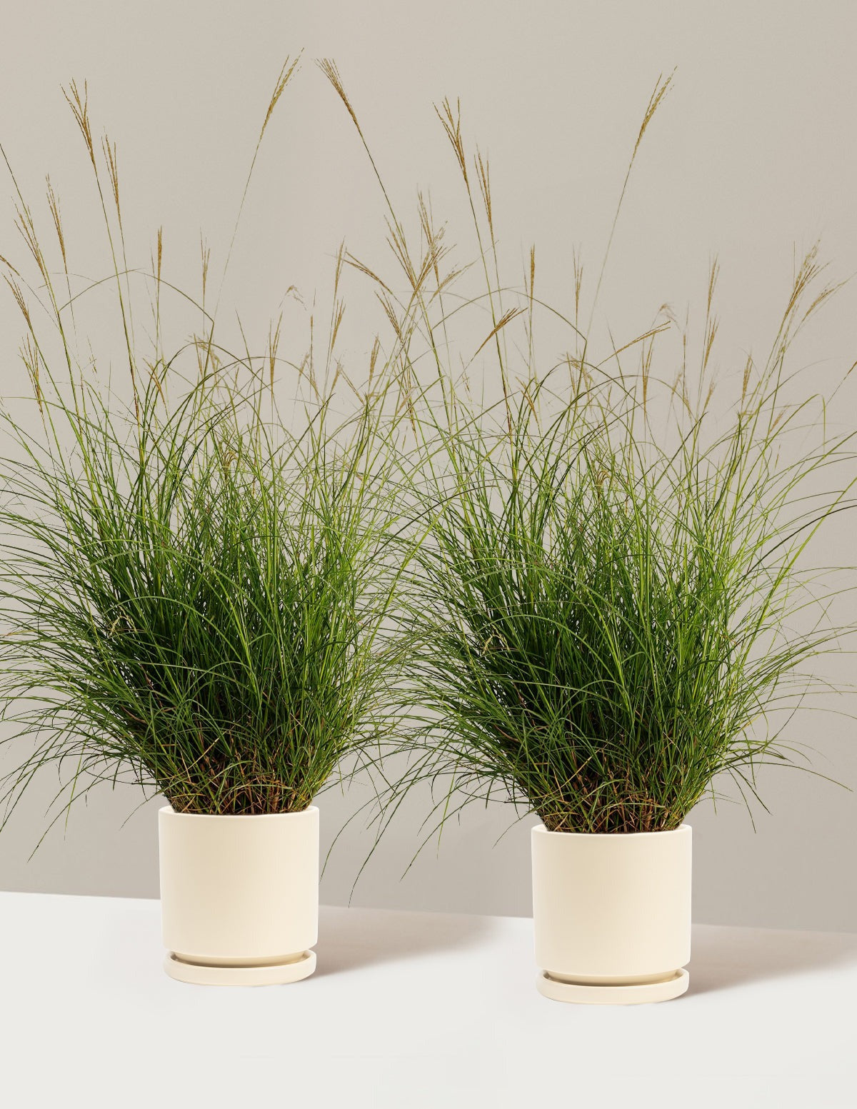 Dwarf Maiden Grass