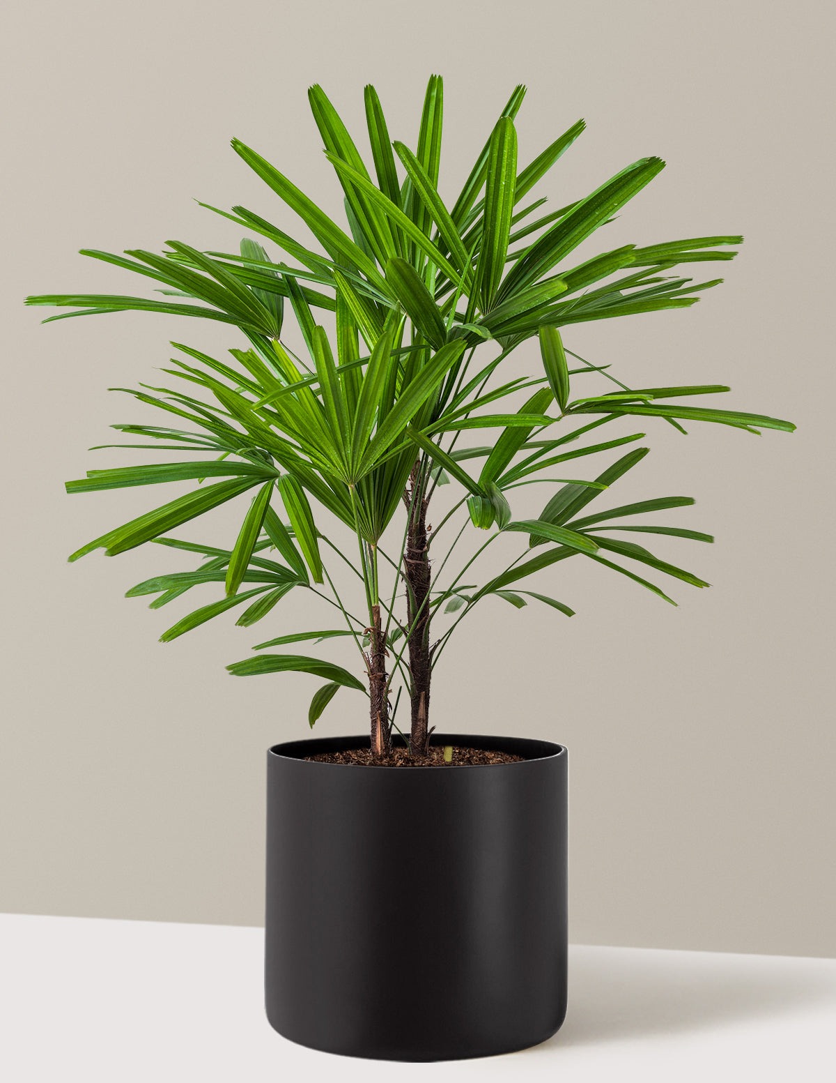 Large Lady Palm
