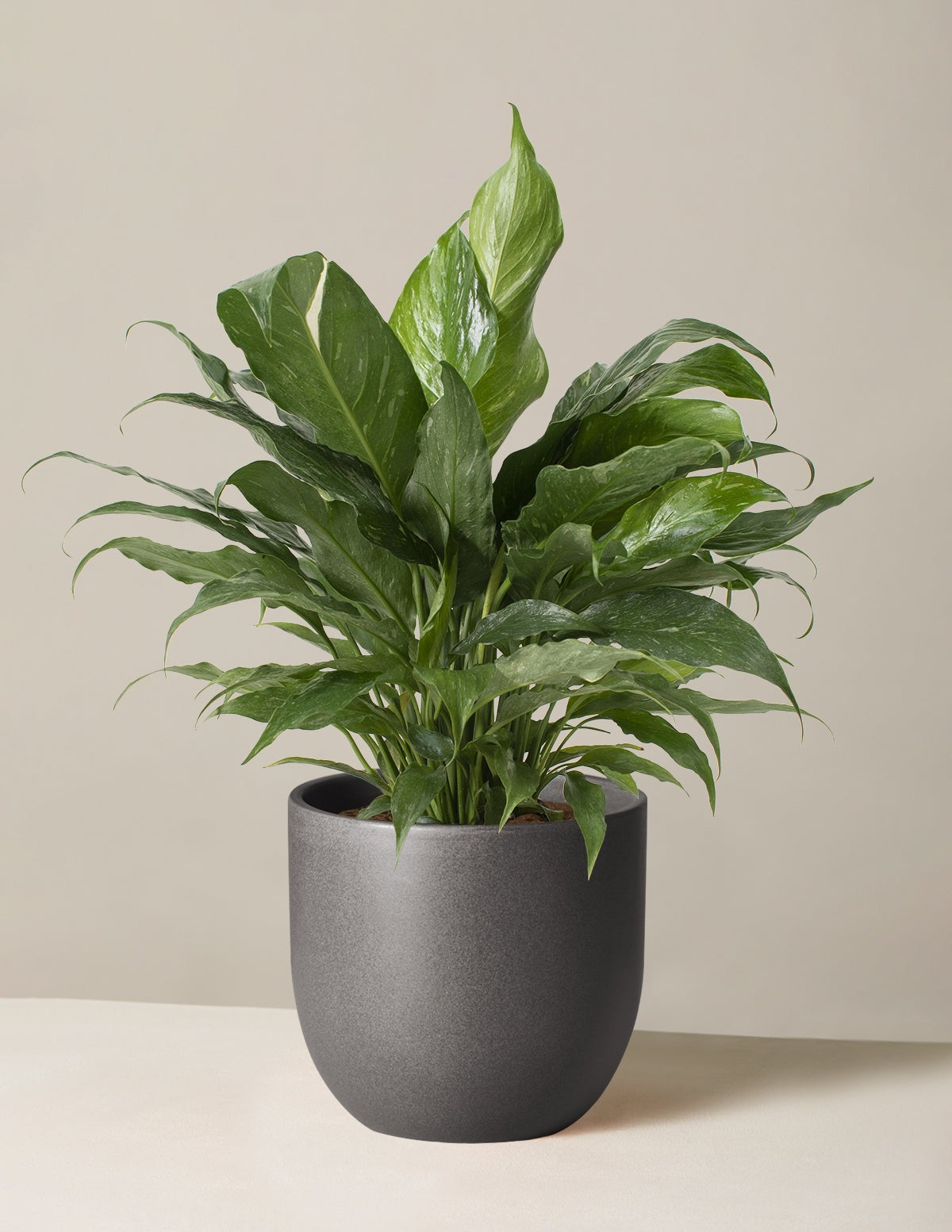 Peace Lily Domino