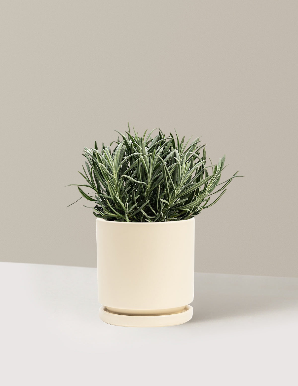 PhenomenalTM Lavender Plant