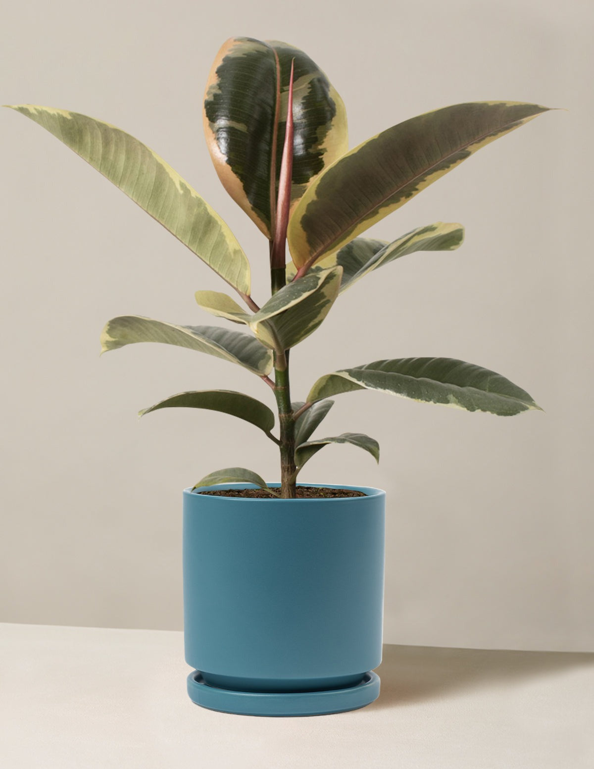 Ficus Tineke Bush