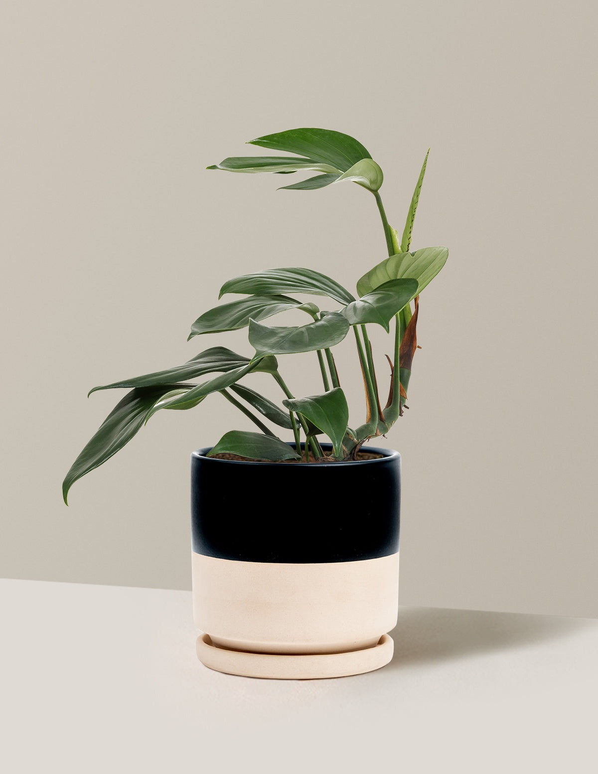 Dragon Tail Plant