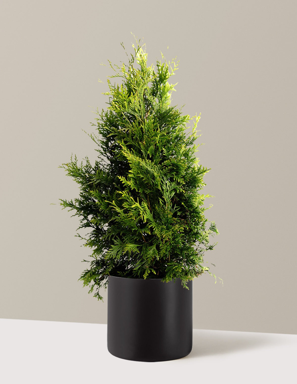 Thuja Green Giant