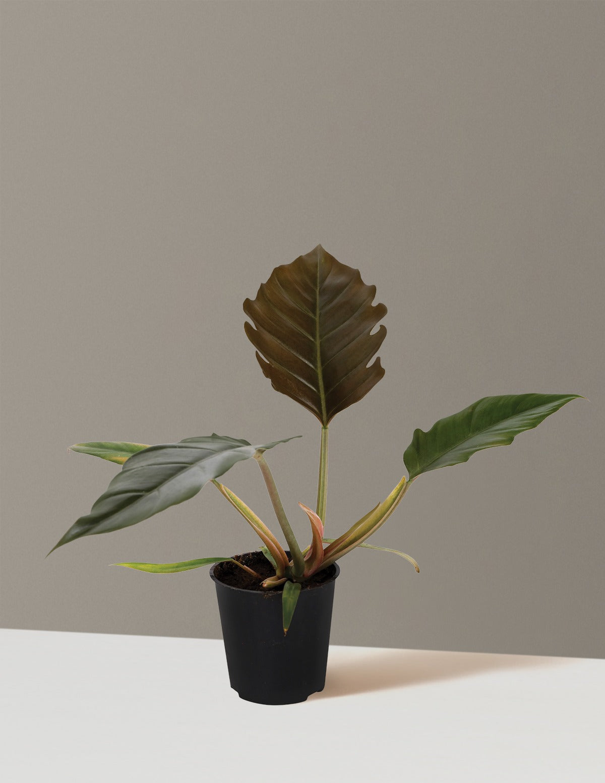 Philodendron Pluto
