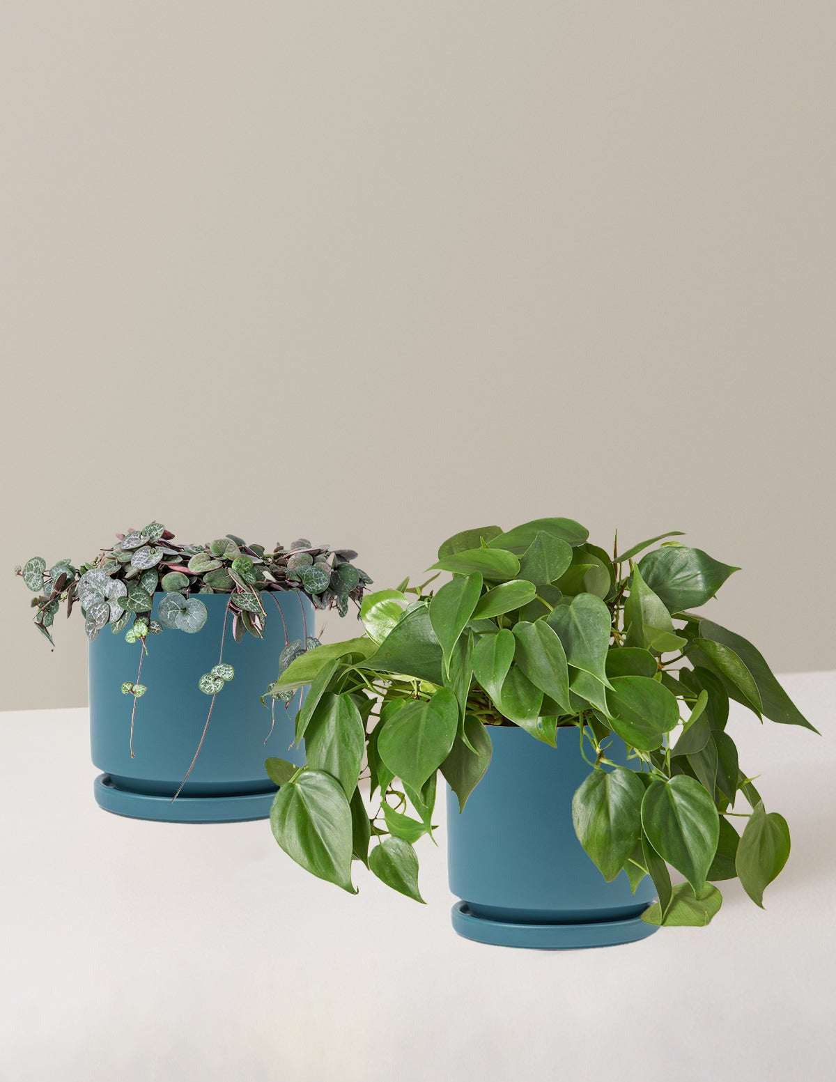 Trailing Hearts Duo