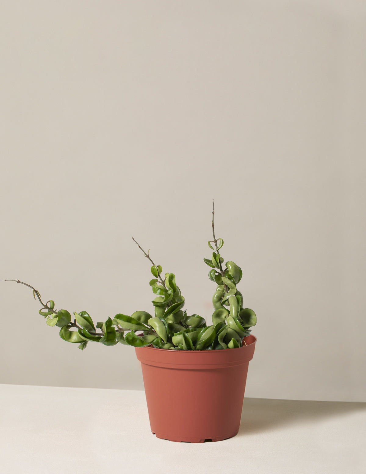 Hoya Rope