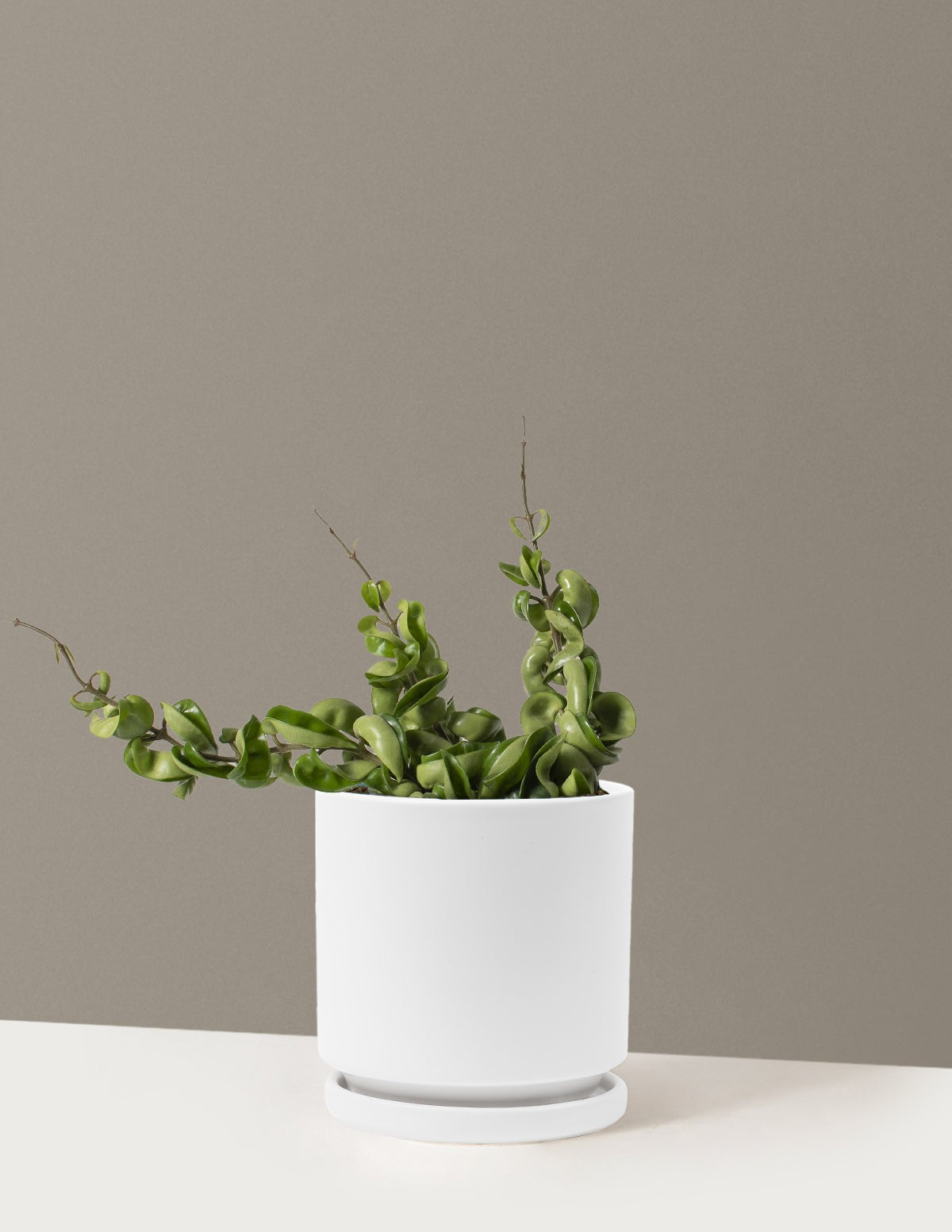 Hoya Rope