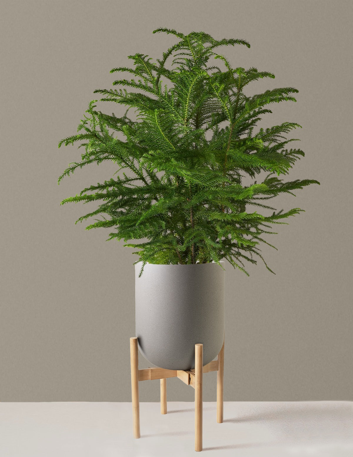 Norfolk Island Pine