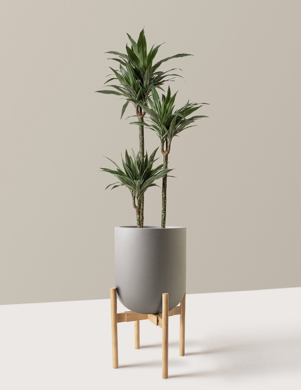 Large Dracaena Warneckii