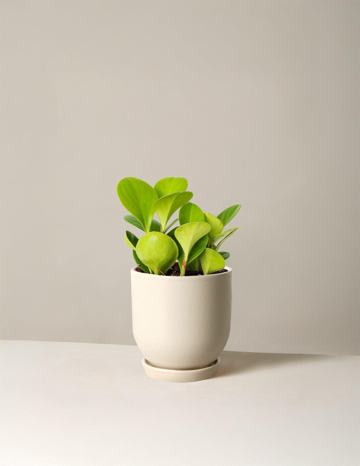 Baby Rubber Plant