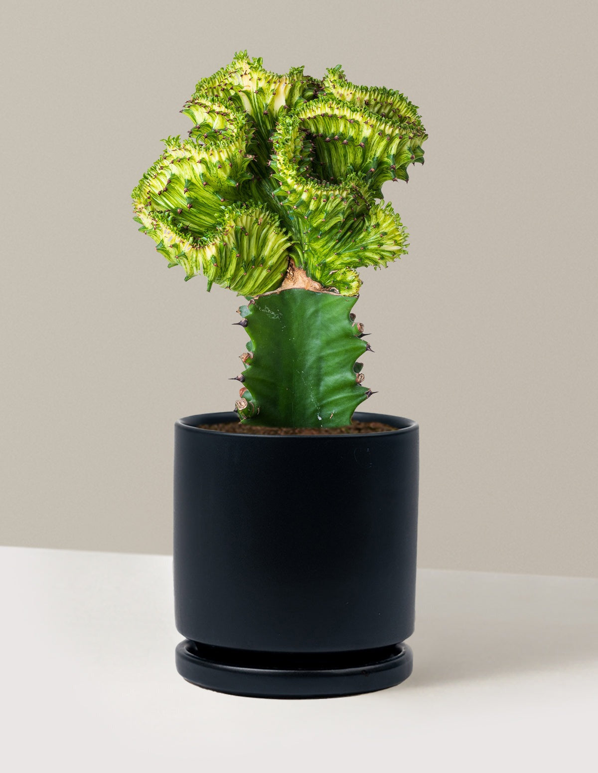 Mermaid Tail Cactus