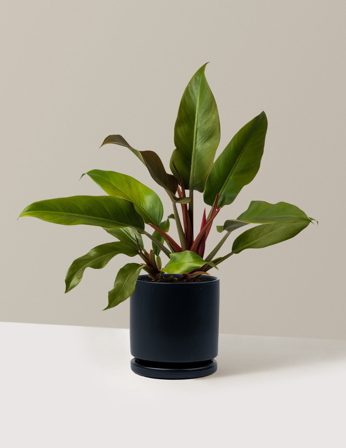 Philodendron Autumn