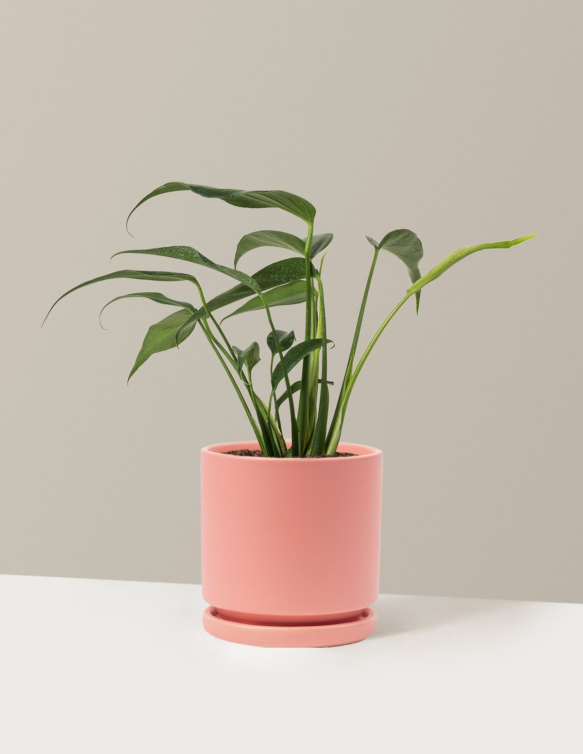 Monstera Burle Marx Flame