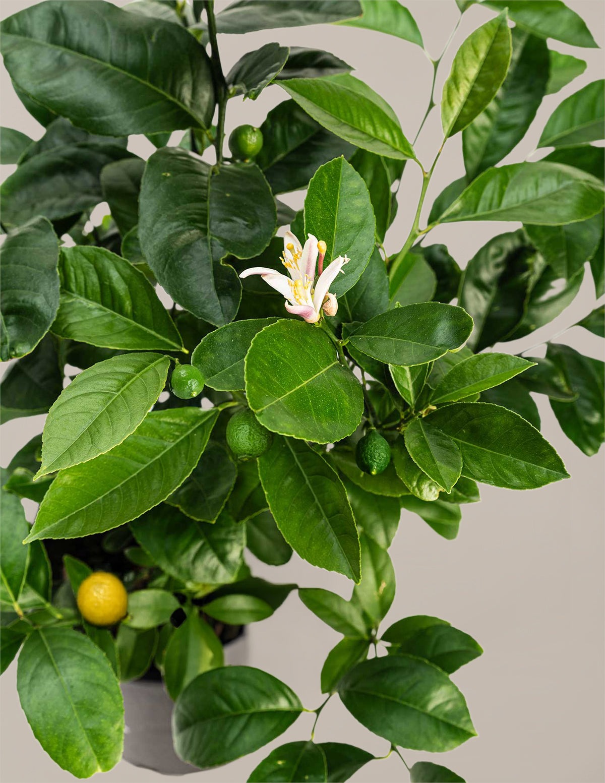 Meyer Lemon