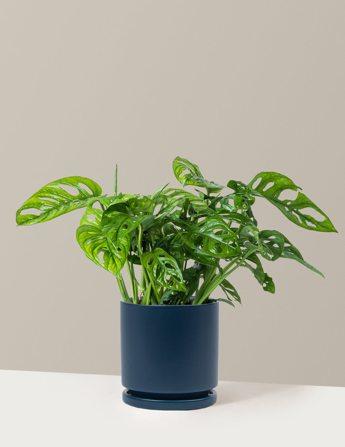 Monstera Adansonii