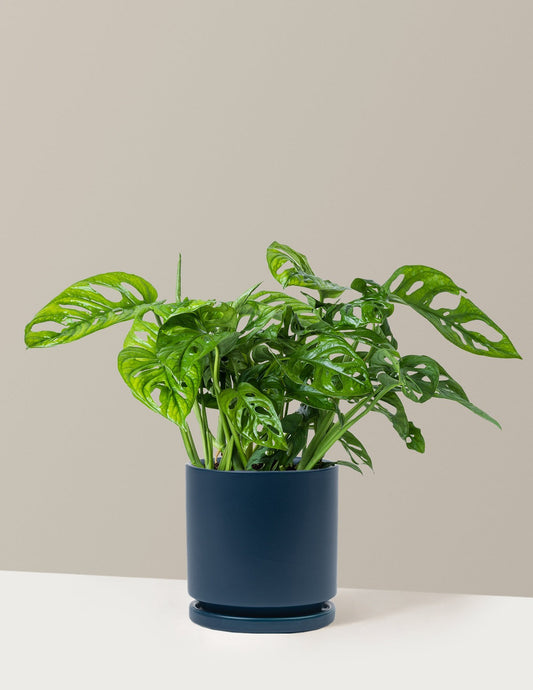Monstera Adansonii
