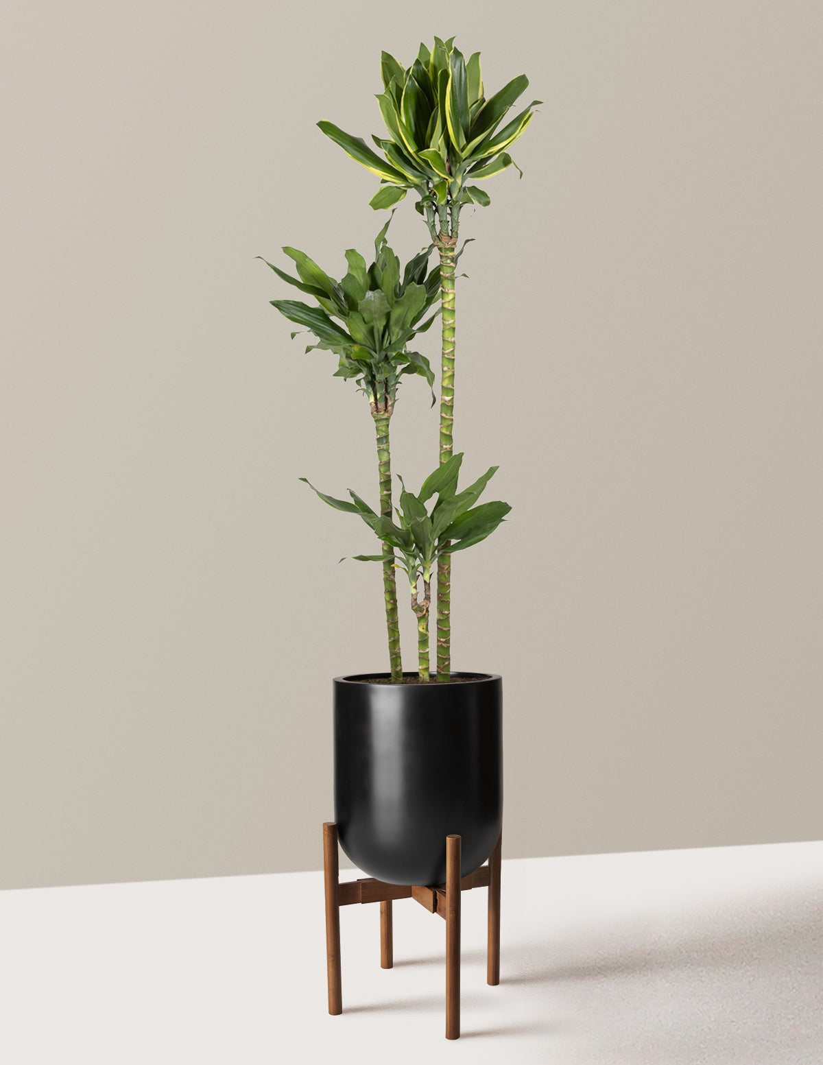 Dracaena Steudneri Gold Dream