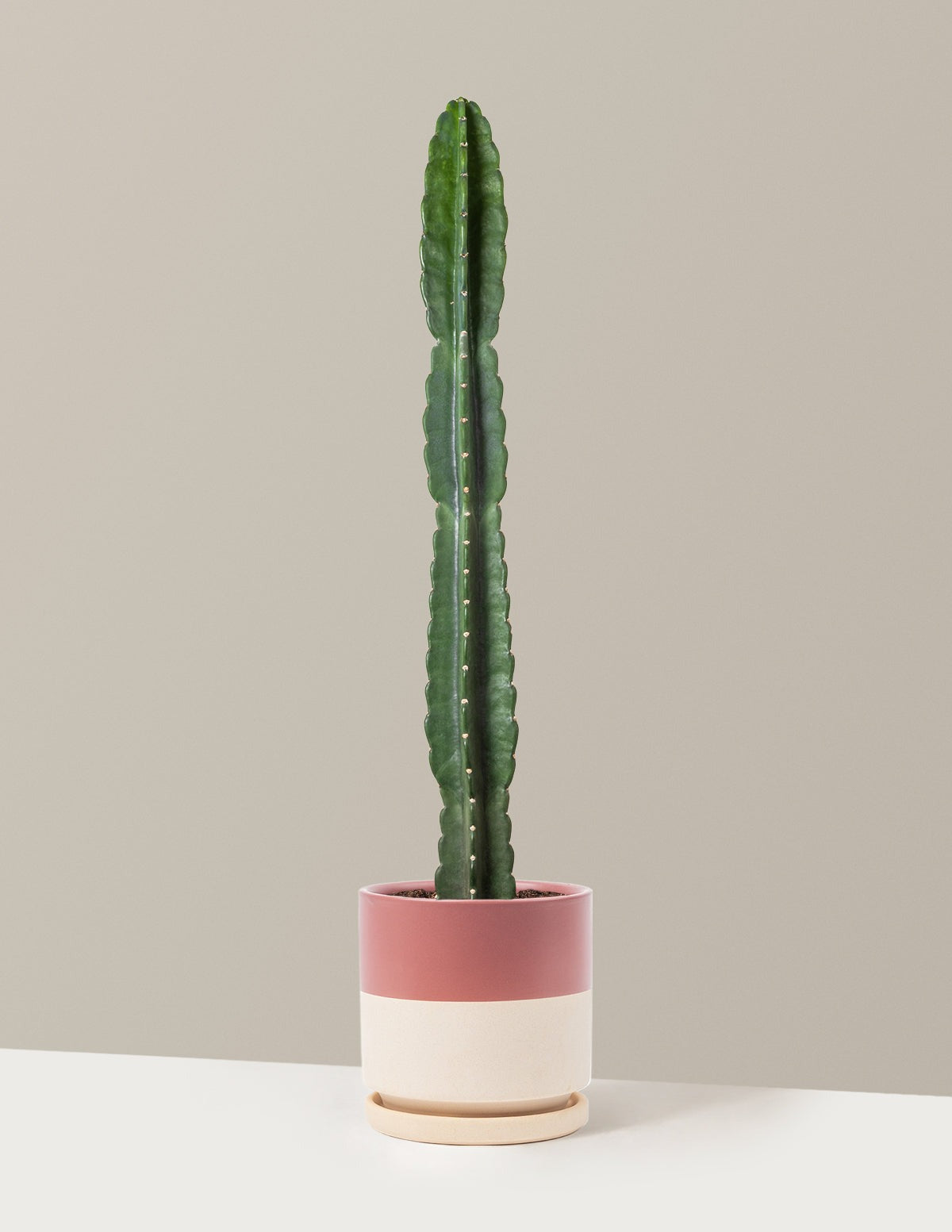 Cuddly Cactus